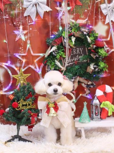 20231230ポコちゃん